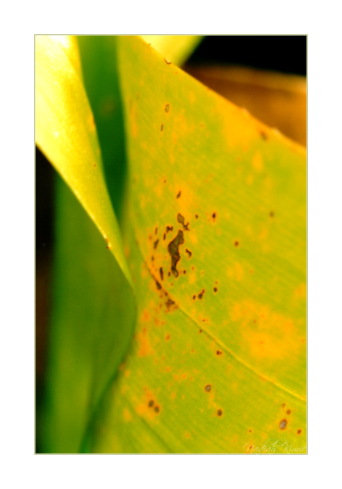 Abstract - Borneo Highlands