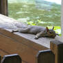 Chillaxin' Squirrel