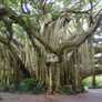 Banyan Tree