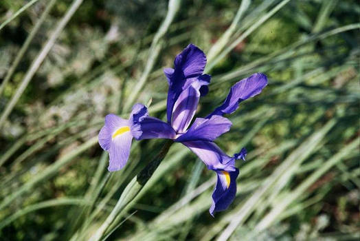 Iris