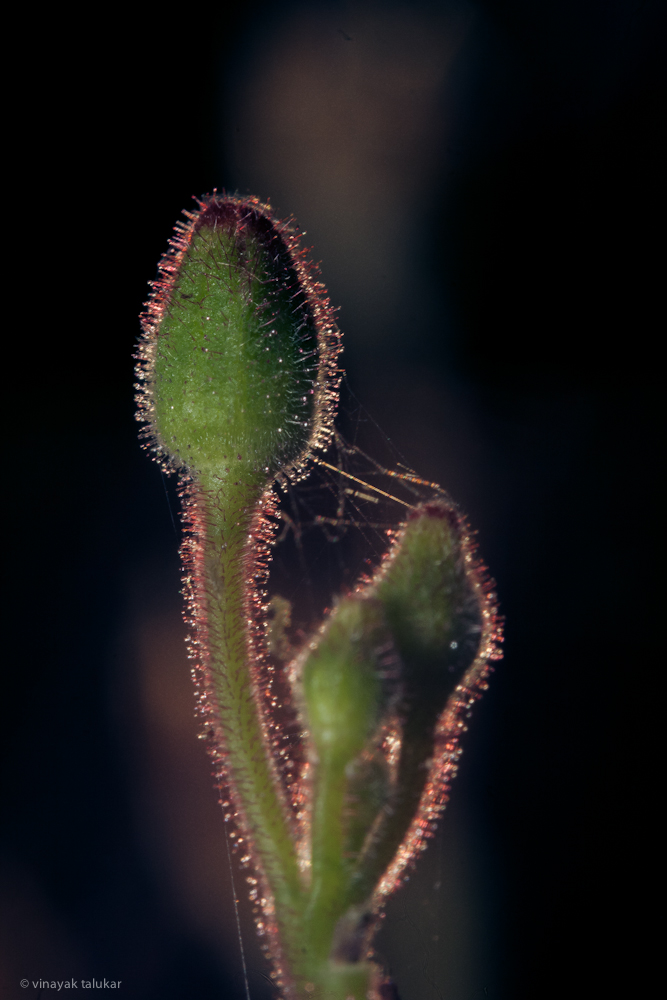 Flower Bud