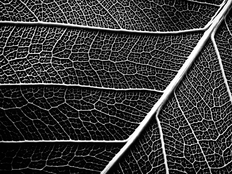 Leaf BW