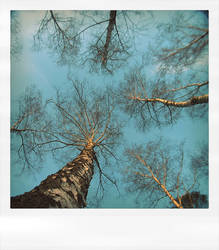 Trees and sky