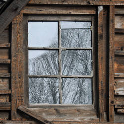 Window and trees