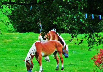 Adoreable looking horses