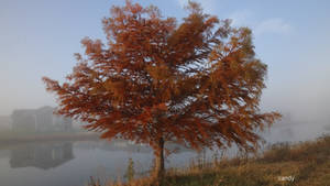 Foggy morning 6