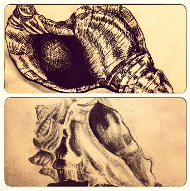 Angry Shell Drawing Shell Drawings by MsTemmii on DeviantArt
