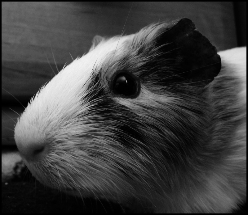 GuineaPig in B and W