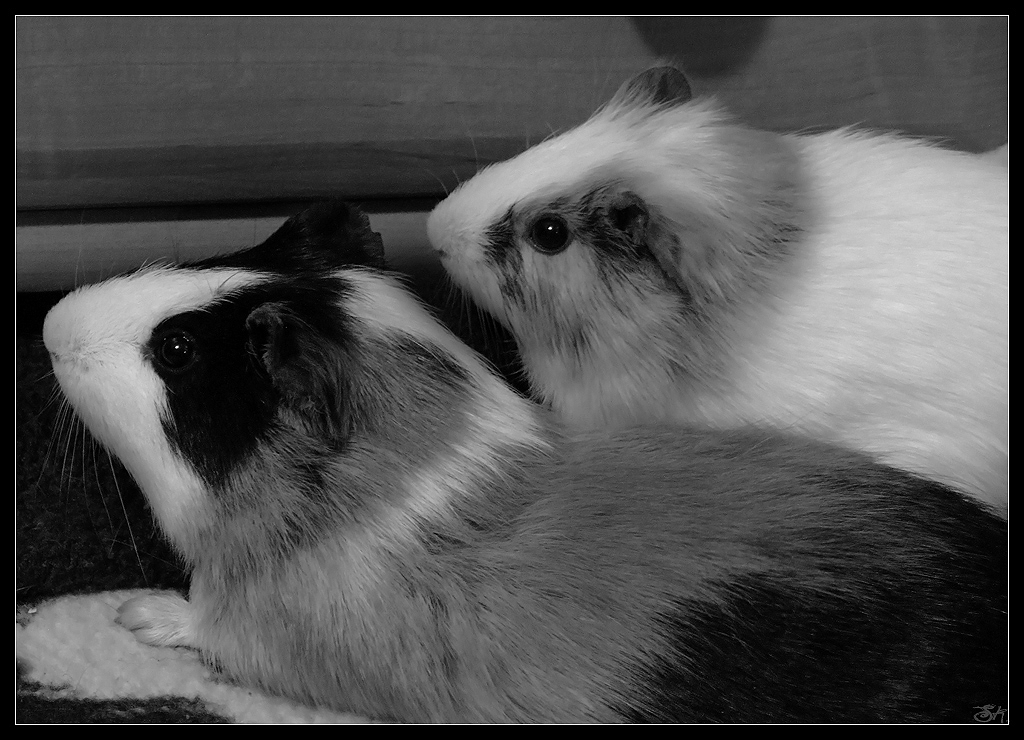 TwoGuinaepigs in B and W