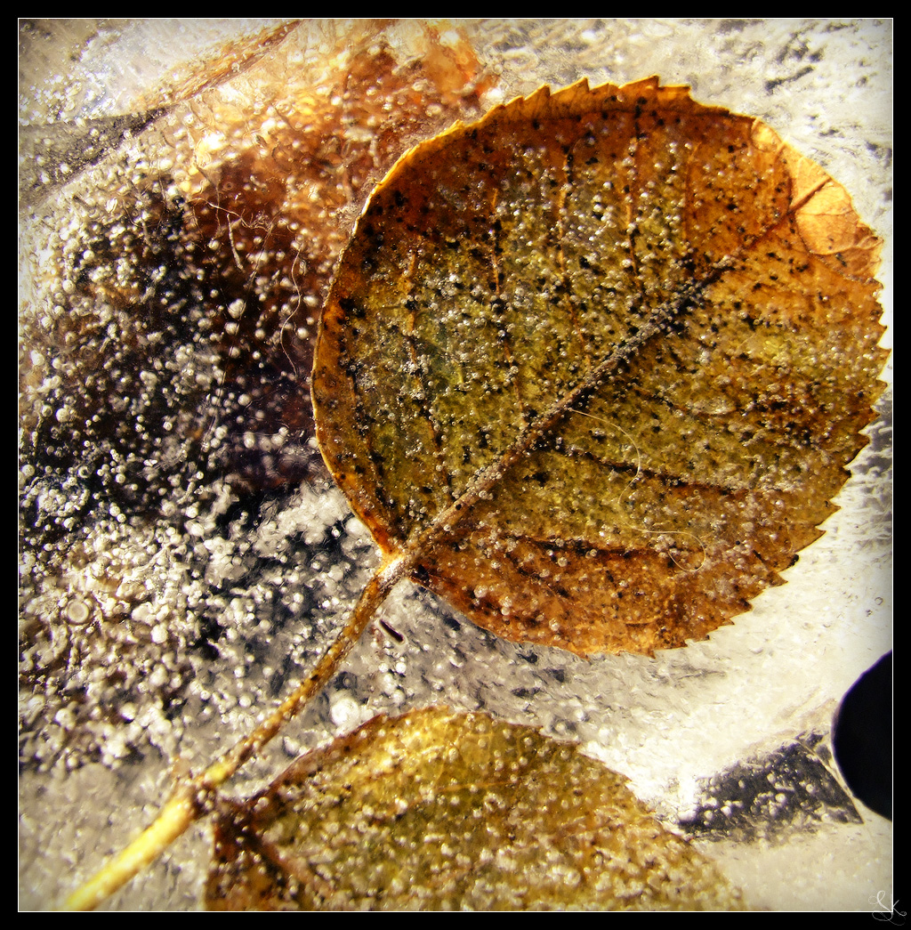 FrOzEn LeAF