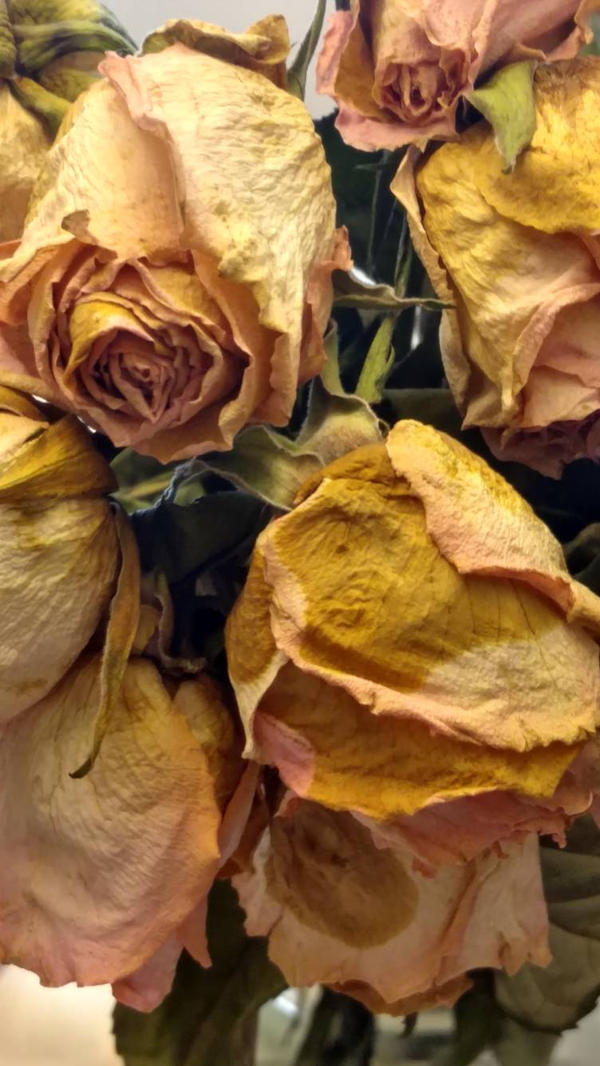 Happy Roses Vs Sad Roses Sad Roses by kelbelpeluso on DeviantArt