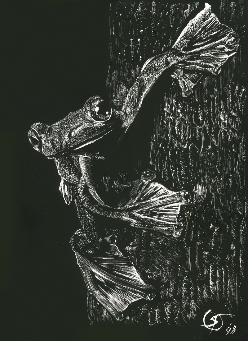 Tree Frog in Scratchboard