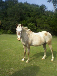 Appaloosa Stock