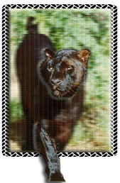 Black Leopard