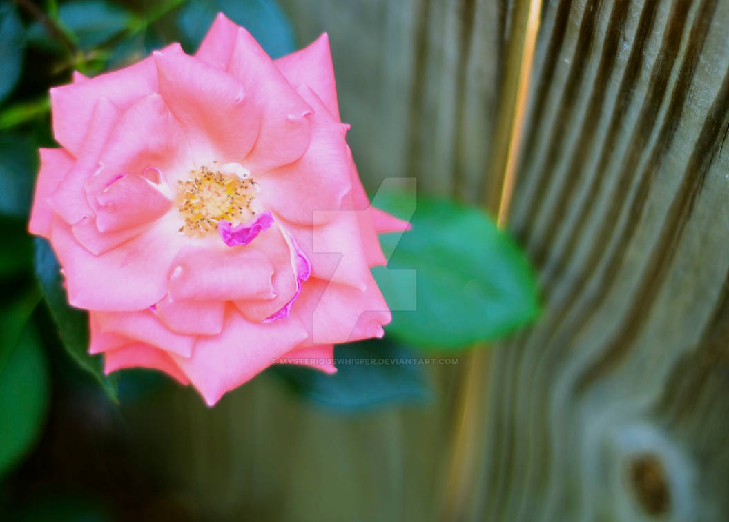 Soft Roser Soft Rose by MysteriousWhisper on DeviantArt
