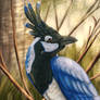 Black throated magpie-jay