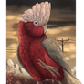 Rosey cockatoo