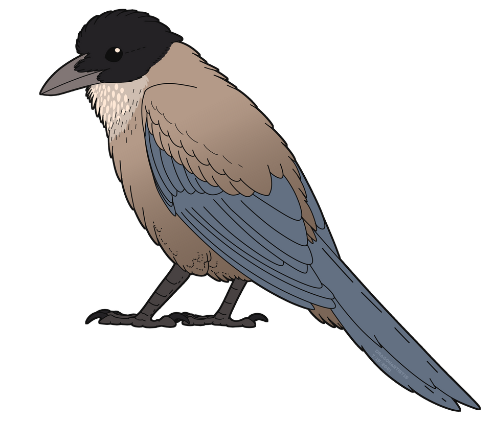 Simplistic Azure winged jay by DragonArtist15 on DeviantArt