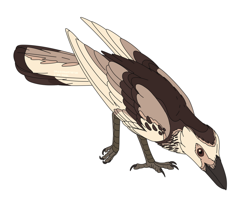 Simplistic Pied Raven by DragonArtist15 on DeviantArt