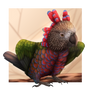 Hawk headed parrot
