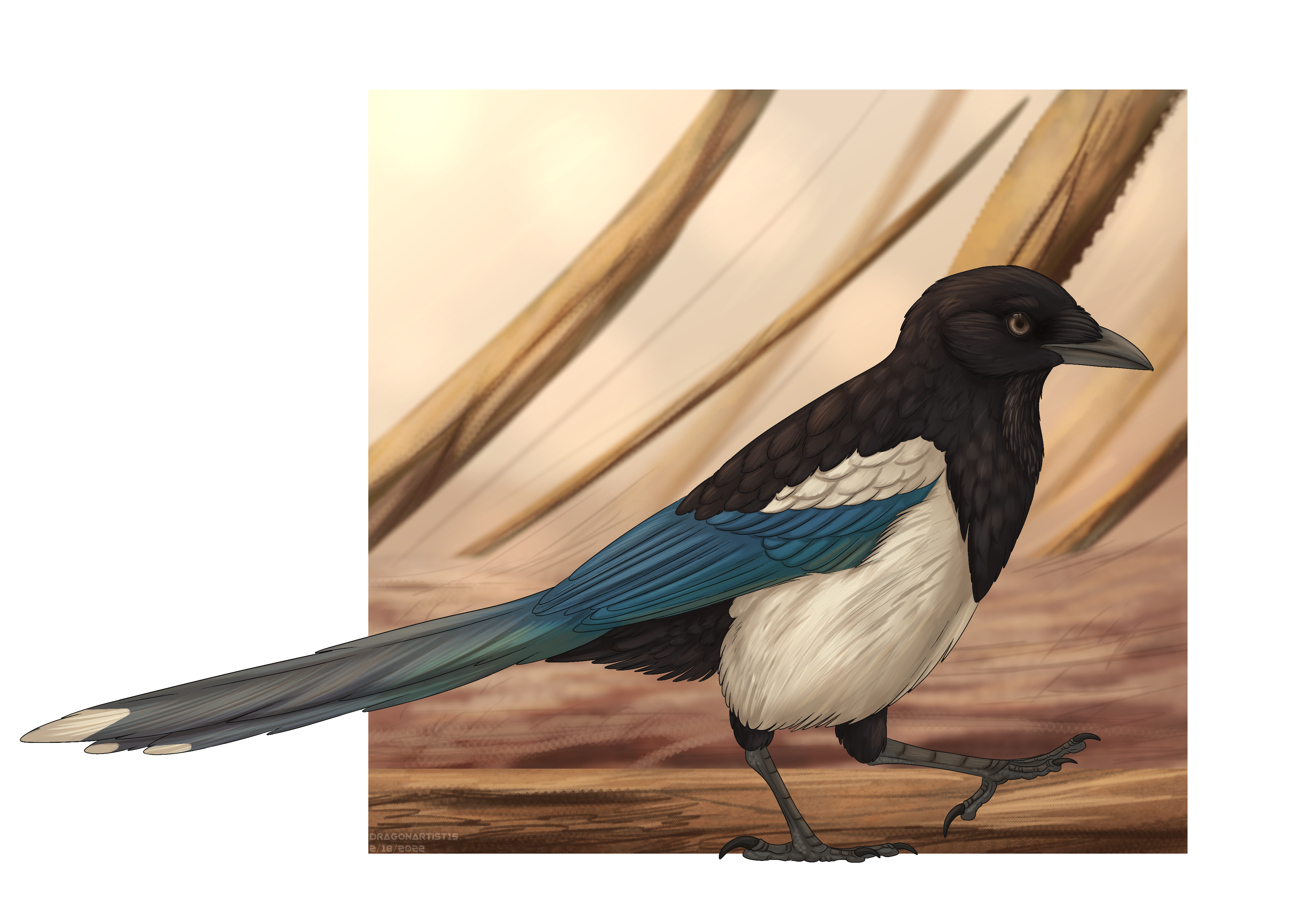 Sentient Magpie Wandering Magpie by DragonArtist15 on DeviantArt