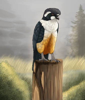 White fronted falconet by DragonArtist15