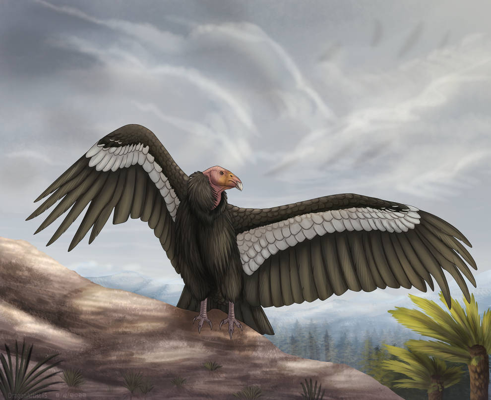 California Condor Animation California Condor by DragonArtist15 on DeviantArt
