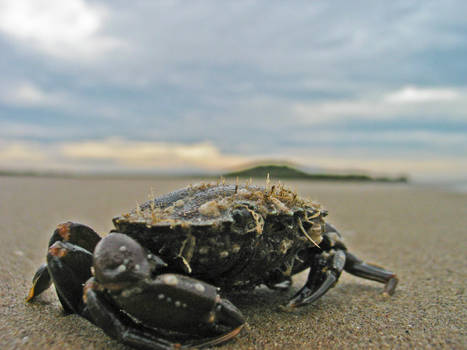 Crab 1