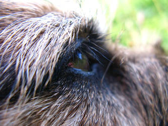 Alfies eye