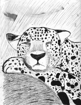 Leopard