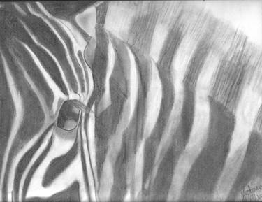 Zebra's Face