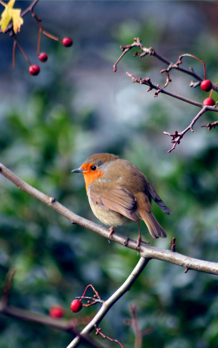 Image result for robin in a holly bush