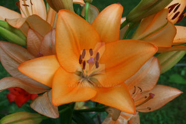 Orange Lily