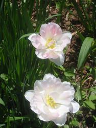 Two spring blossoms