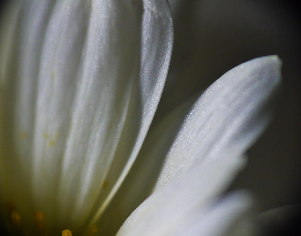 Random Flower I Found On The Floor Macro 1