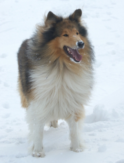 Rough Collie