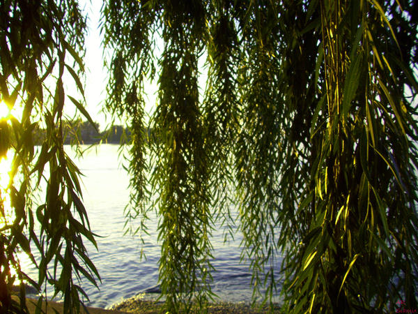 willow leaves