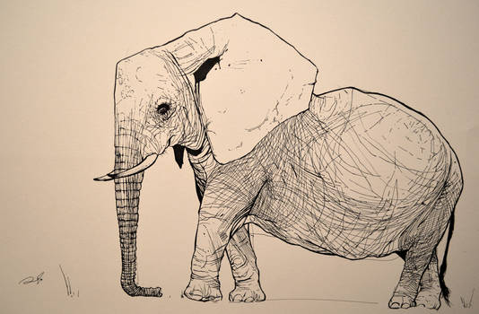 Pachyderm