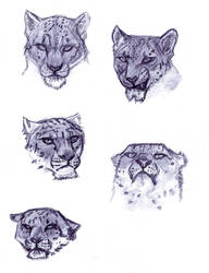 Snow Leopard Studies