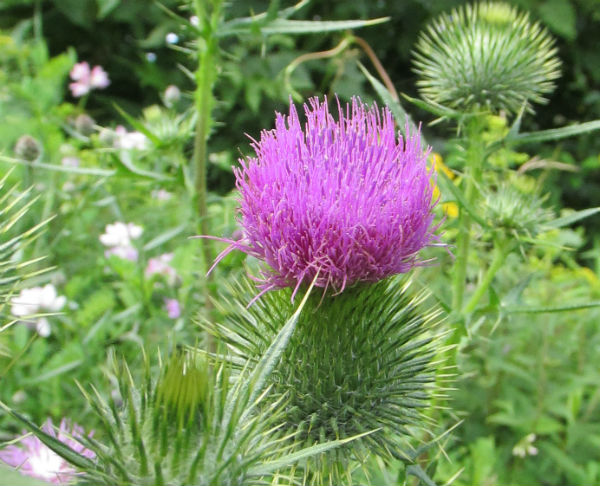 Plum Thistle Field