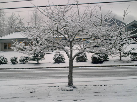 snow tree