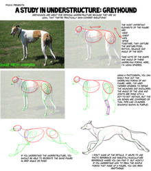 Understructure Study: Greyhound