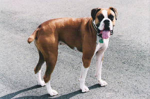 A Boxer