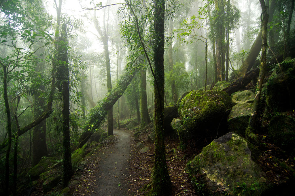 Misty Forest