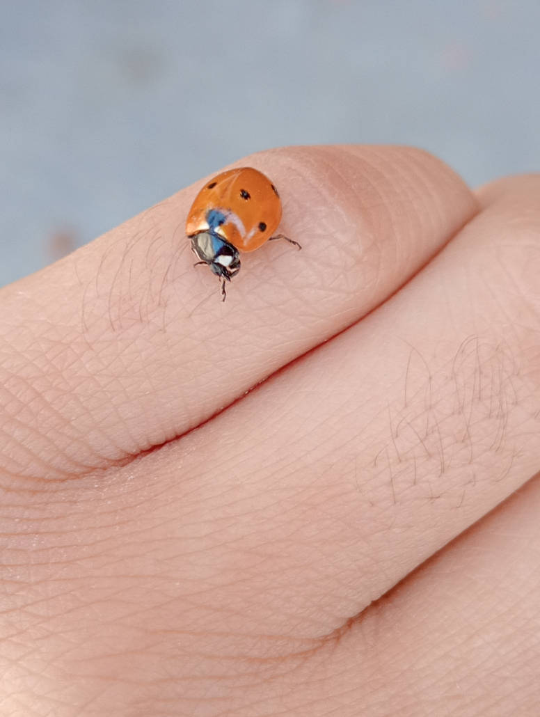 Ladybug on my Hand (1) by Princess-Danna on DeviantArt