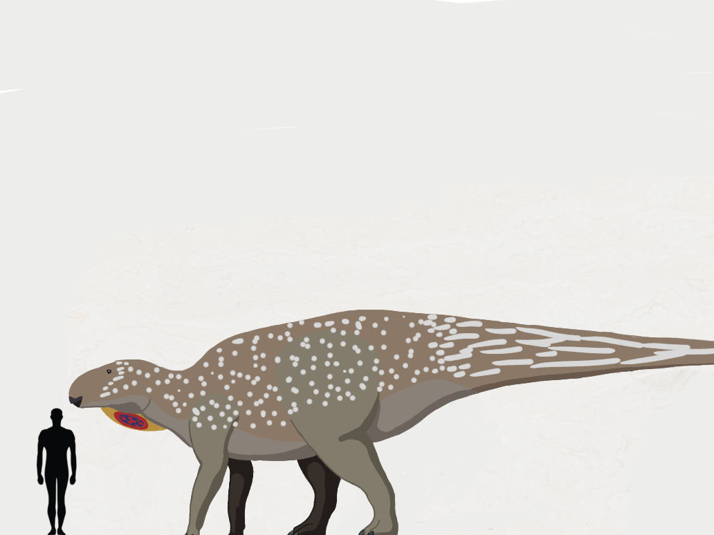 Bactrosaurus Tooth Bactrosaurus Scheuchzeri by slivereyes12 on DeviantArt