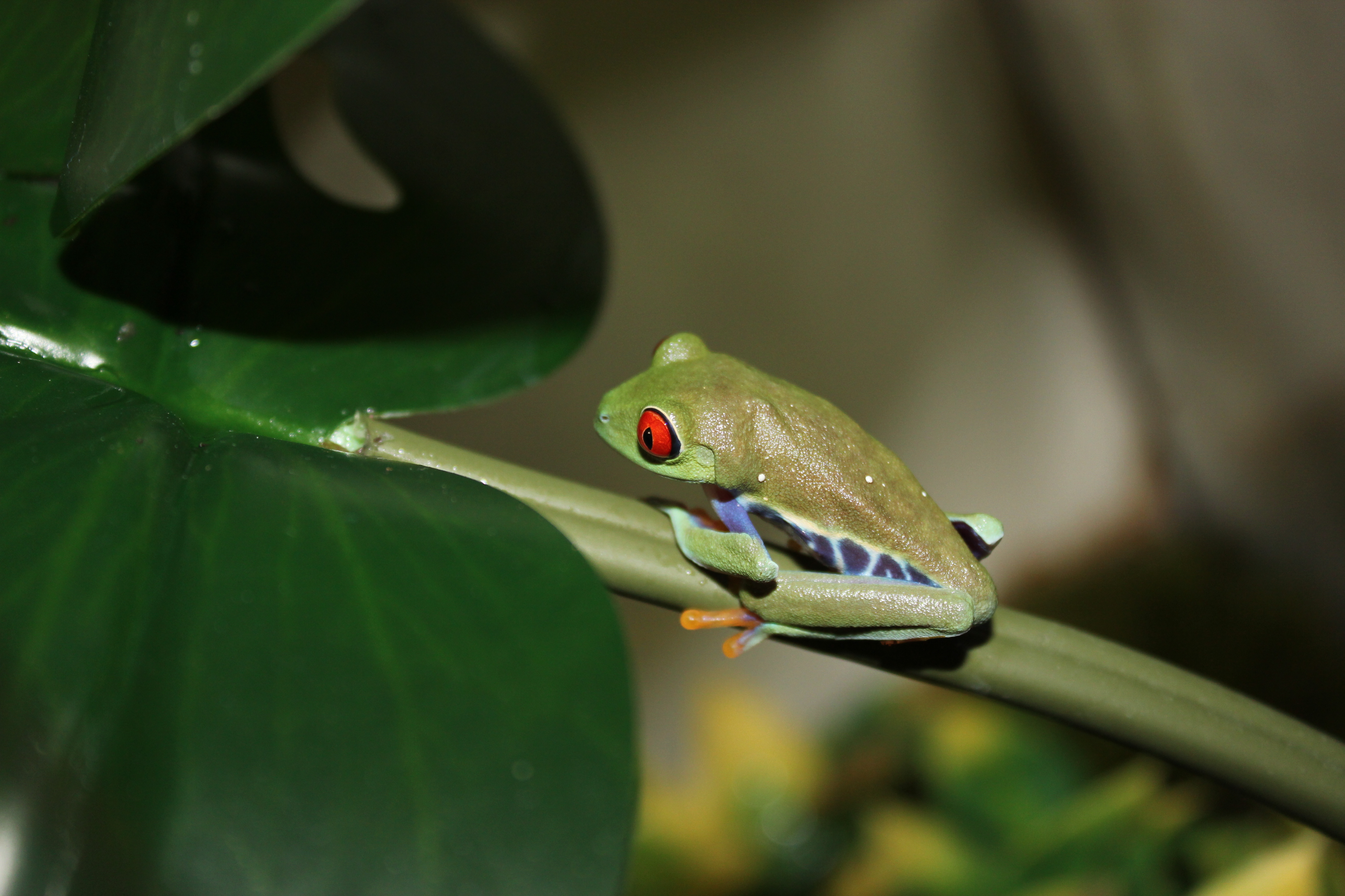 Red Eyed Tree Frog