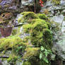 Mossy Stone