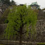 Tree with Osaka Castle