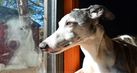 Whippet-Friend-#2